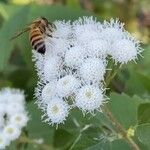 Ageratina adenophora Цвят