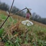 Silene dichotoma Flor