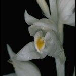 Cephalanthera austiniae ᱵᱟᱦᱟ