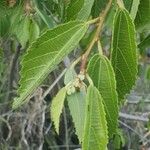 Grewia trichocarpa Hoja