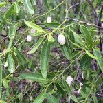 Vallesia glabra Celota