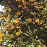 Fremontodendron mexicanum Blomst