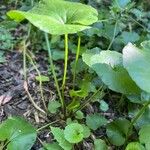 Ranunculus abortivus Feuille