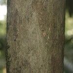 Pouteria reticulata Corteza
