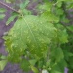 Hibiscus syriacus Ліст