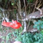 Ruellia brevifolia Кветка
