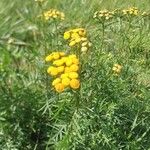 Tanacetum vulgareফুল