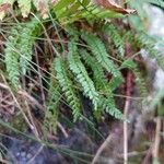 Asplenium viride Blatt