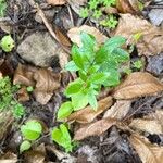 Rubia fruticosa Hoja
