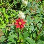 Dahlia × hortensis Flower