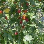 Prunus brigantina Fruit