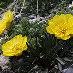 Adonis distorta Çiçek