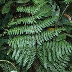 Triplophyllum fraternum Hoja