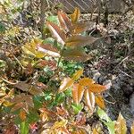 Berberis aquifolium Leaf