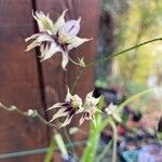 Melasphaerula ramosa Flower
