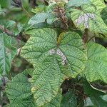 Ipomoea wightii Leaf