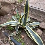 Agave americanaFuelha