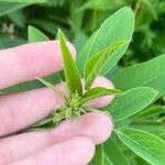 Desmodium canadense Blüte