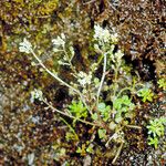 Cochlearia micacea