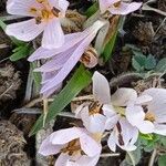 Colchicum cupanii Квітка