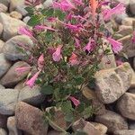 Agastache mexicana Кветка