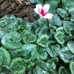 Cyclamen spp. Habitus