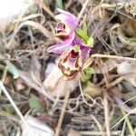Ophrys × minuticauda