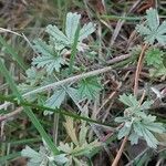 Potentilla argentea Liść