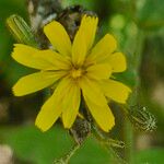 Hieracium prenanthoides Blüte