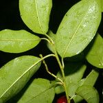 Prunus rhamnoides Liść
