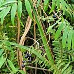 Geitonoplesium cymosum Hábito