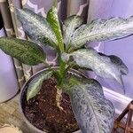 Dieffenbachia seguineLeaf