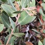 Arctostaphylos columbiana ᱥᱟᱠᱟᱢ