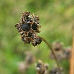 Chenopodium album Fruit