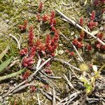 Crassula tillaea ശീലം