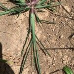 Echinochloa colonum Blad