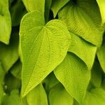 Dioscorea villosa Leaf
