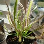 Drosera capensis Blad