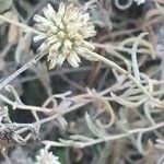Helichrysum globosum Kvet