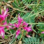 Hedysarum spinosissimum Flor