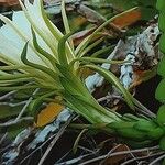 Selenicereus undatus Flower