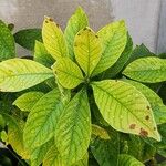 Gardenia jasminoides Leaf