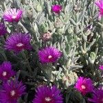 Delosperma cooperi (Hook.f.) L.BolusKwiat