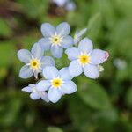 Myosotis sylvaticaᱵᱟᱦᱟ