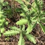 Potentilla recta Blatt