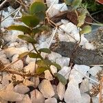 Kalanchoe marnieriana Leaf