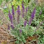 Salvia nemorosa Квітка