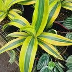 Dracaena fragrans List