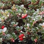 Arctostaphylos × media Hábito