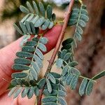 Prosopis cineraria Fuelha